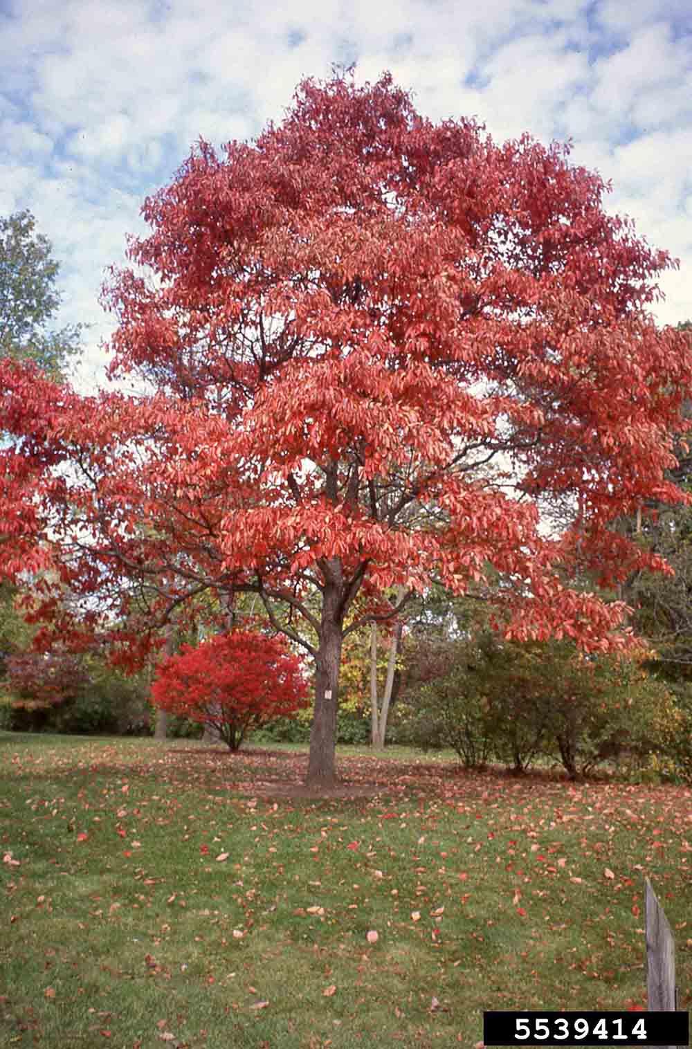 Sassafras tree, fall
