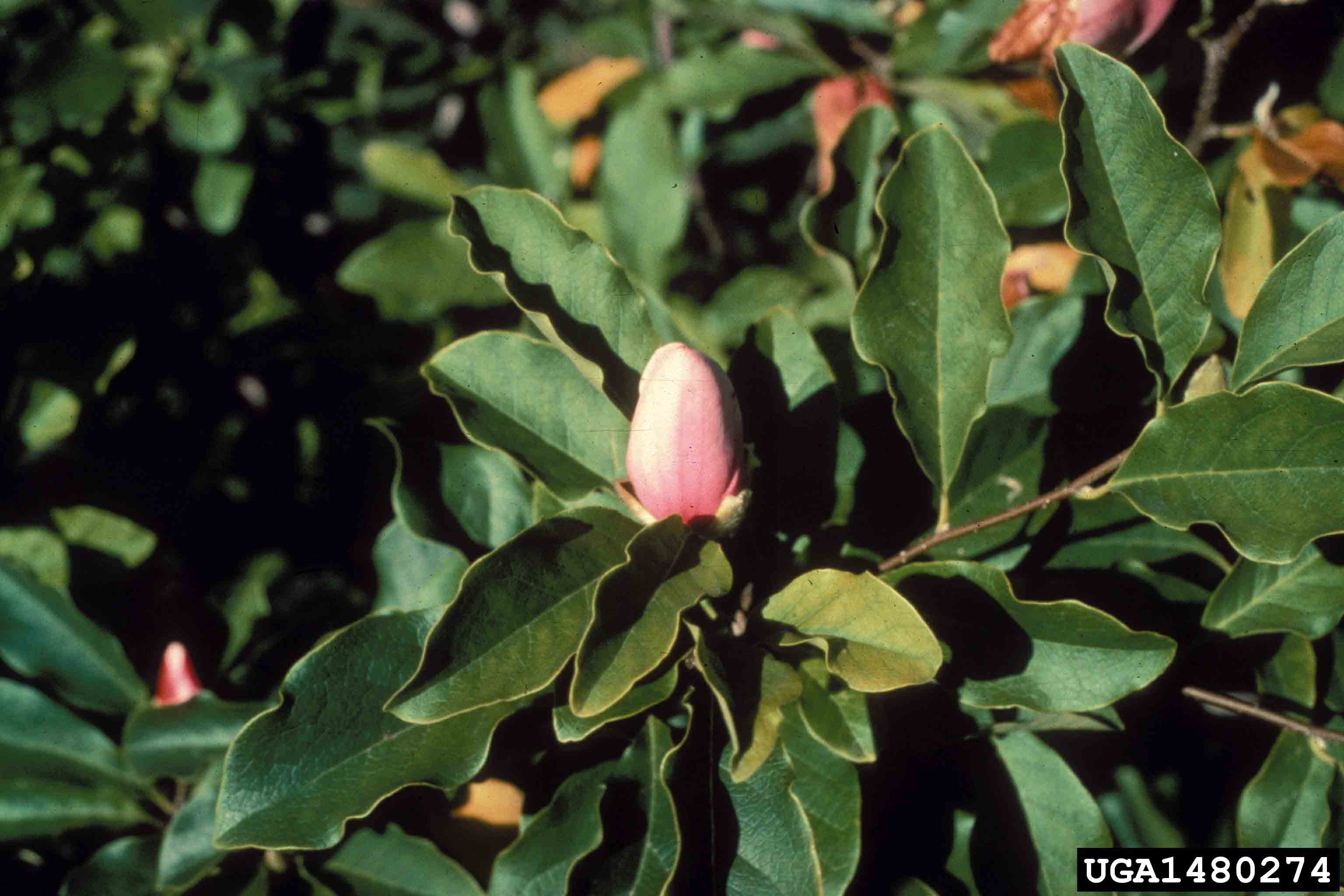 Saucer magnolia flower bud and 3"-6" leaves