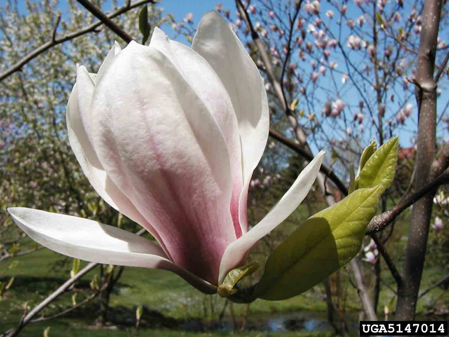 Saucer magnolia flower