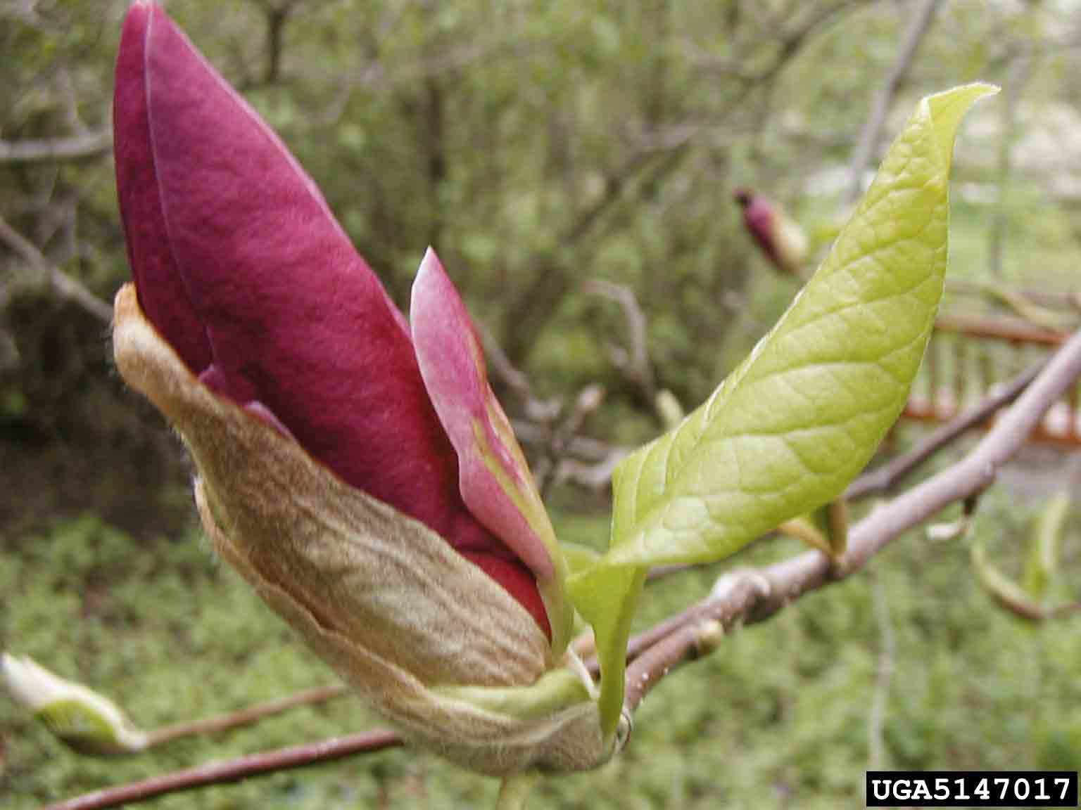 Saucer magnolia flower