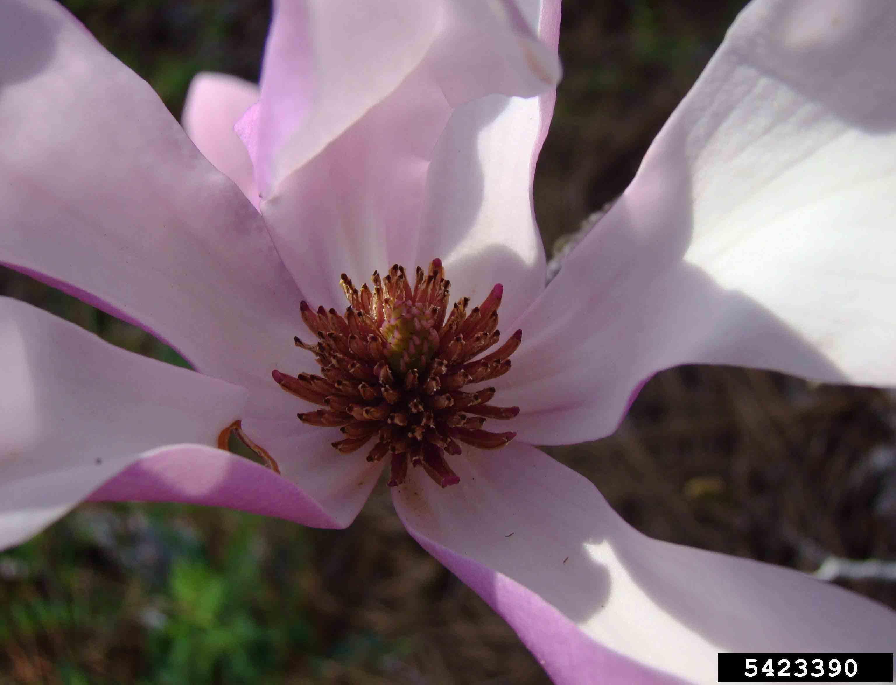 Saucer magnolia flower