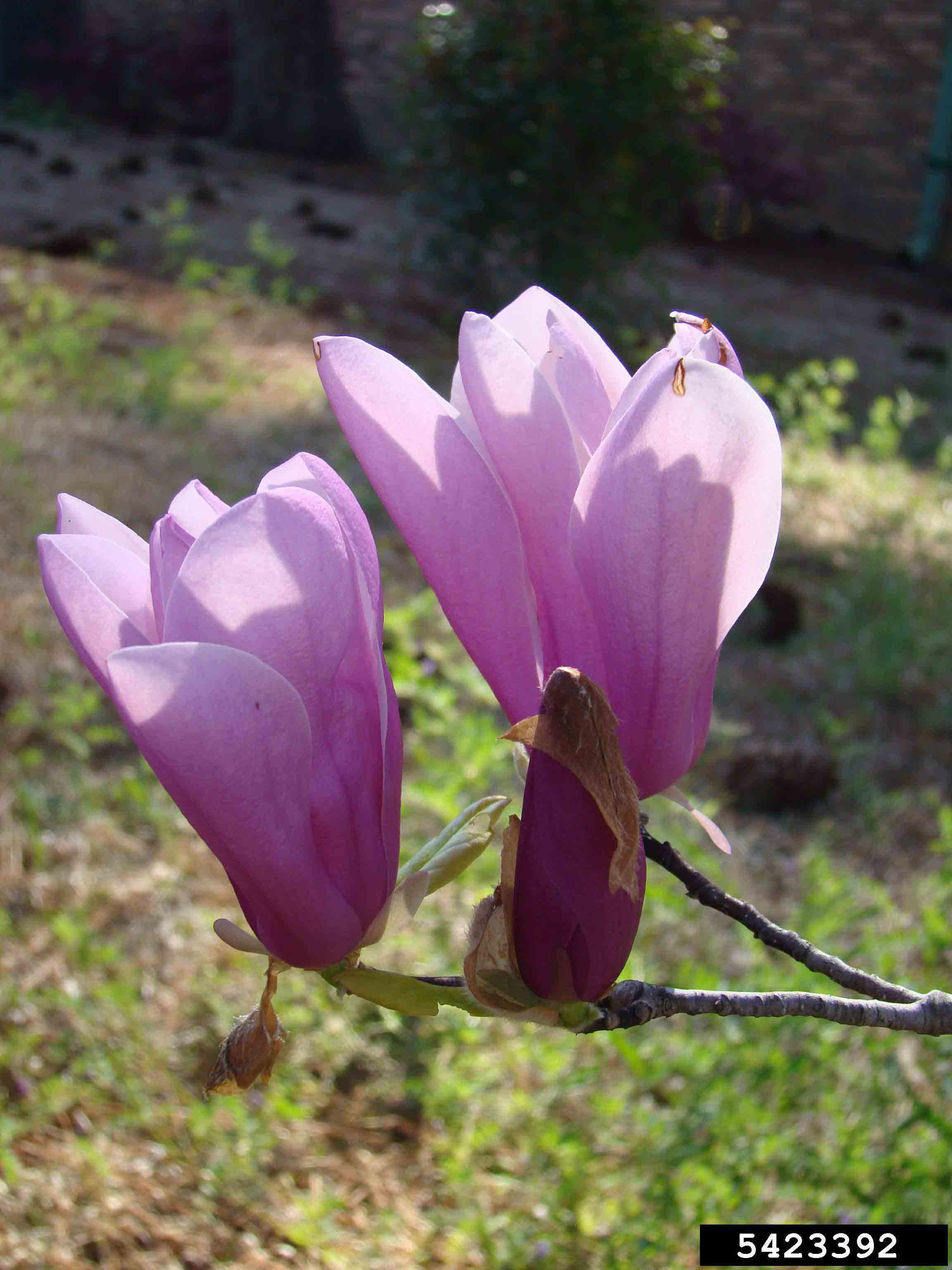 Saucer magnolia flowers, upright on branch