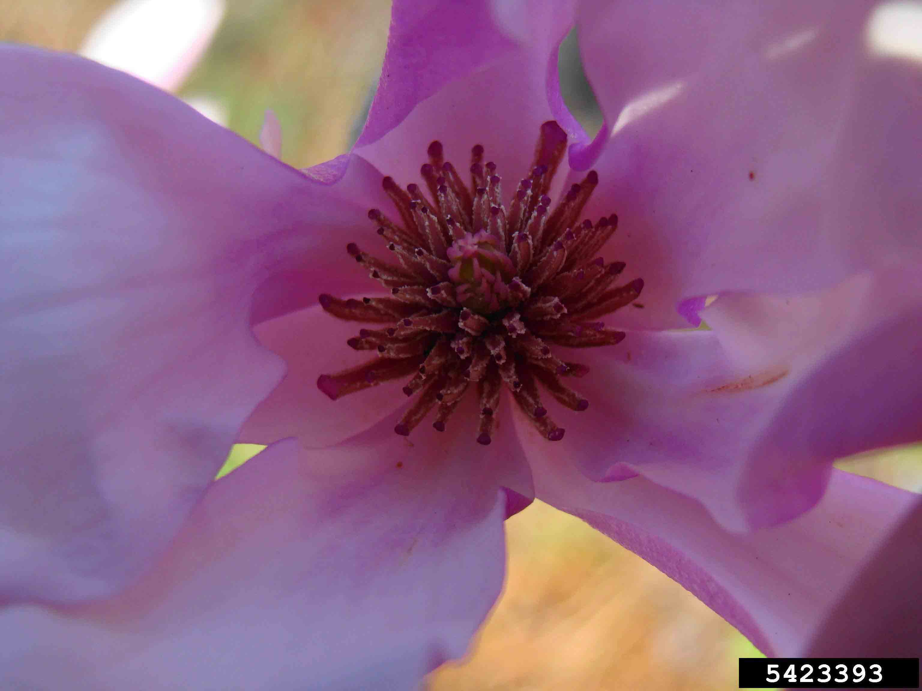 Saucer magnolia flower