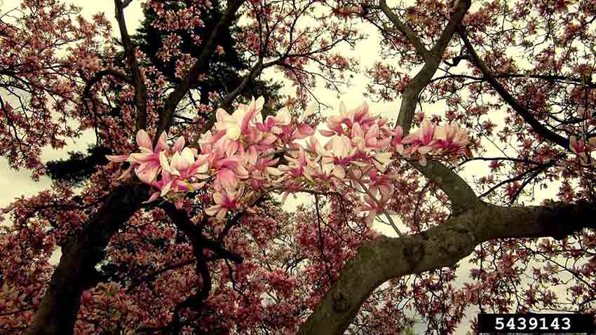 Saucer magnolia branches in flower
