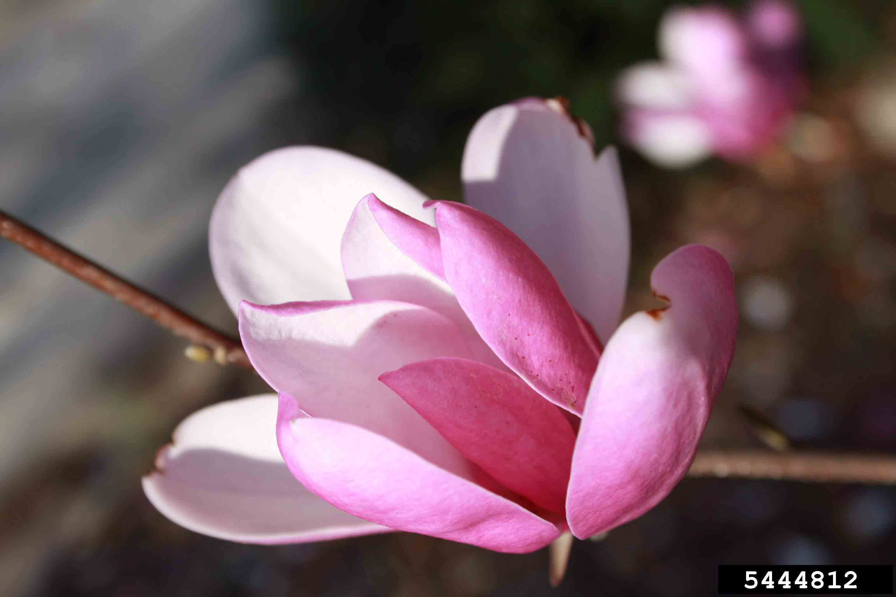 Saucer magnolia flower