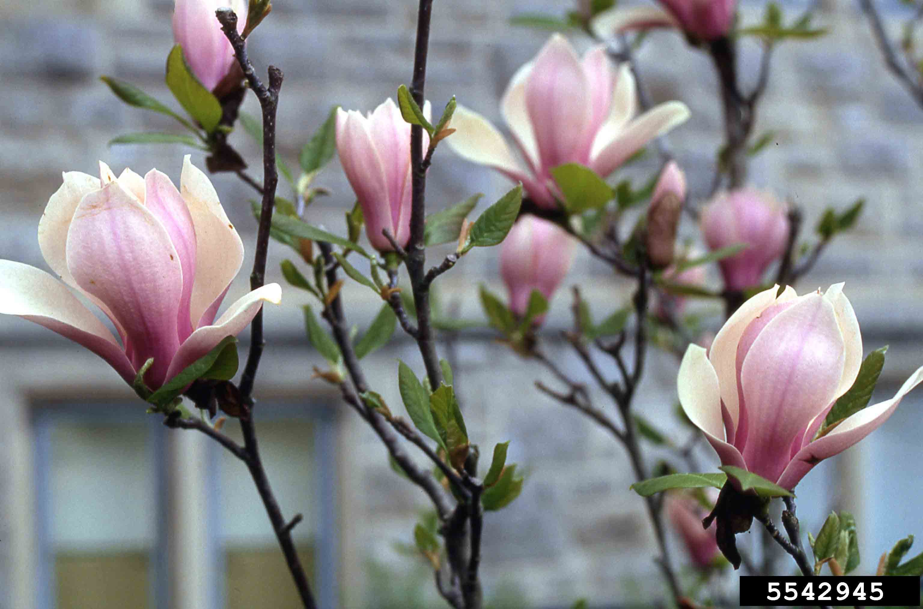 Saucer magnolia flowers