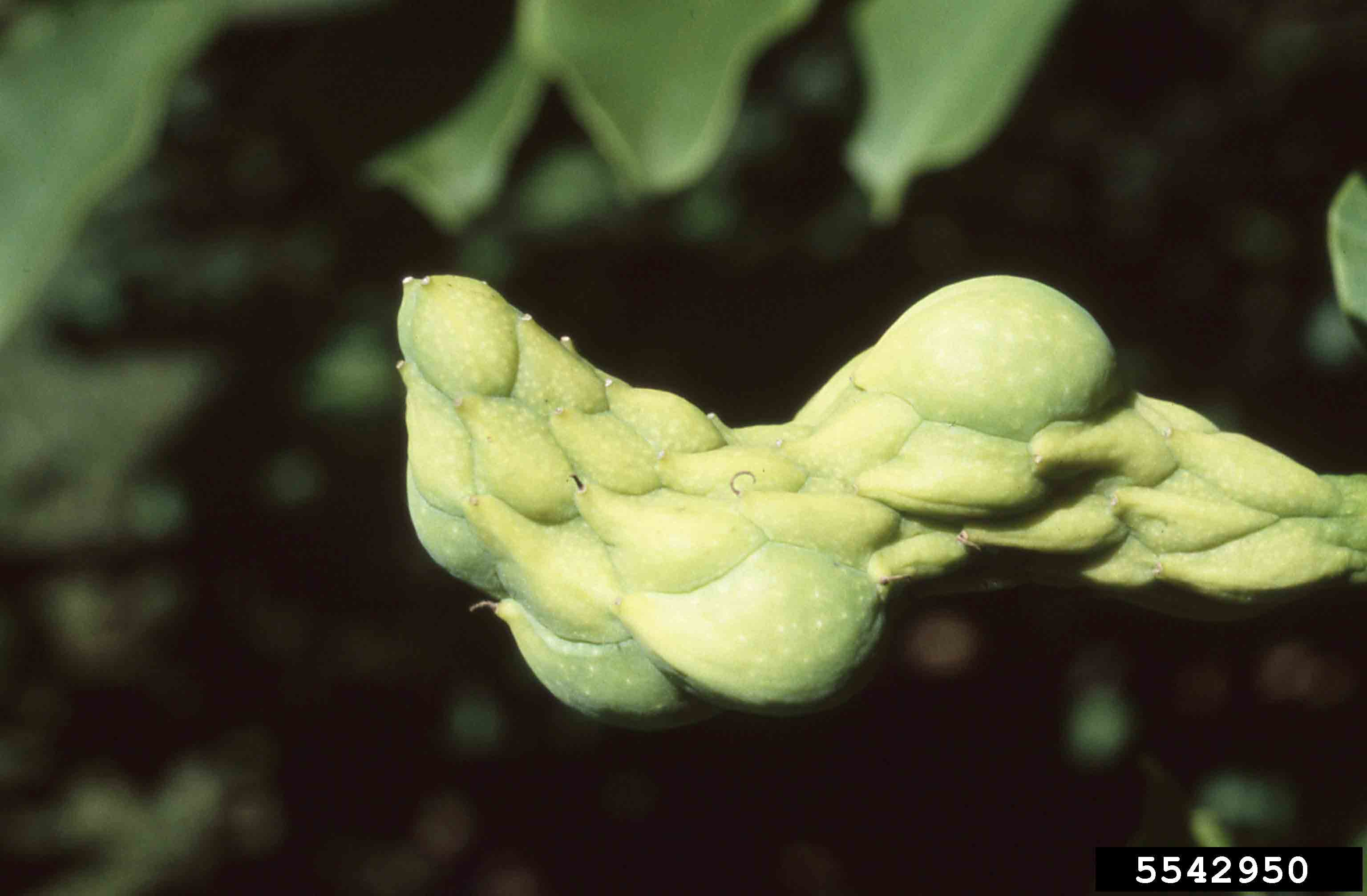 Saucer magnolia fruit