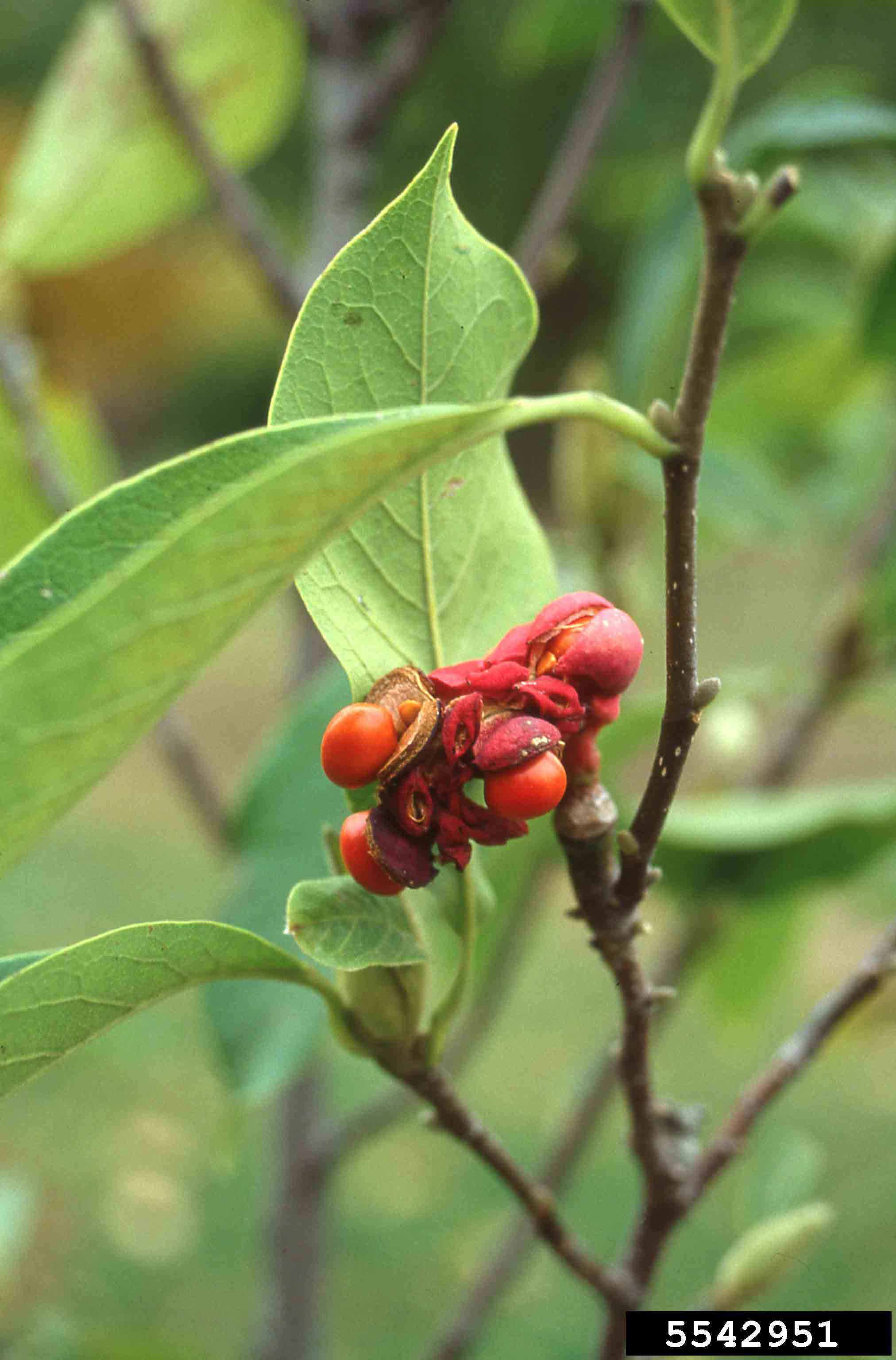 Saucer magnolia fruit