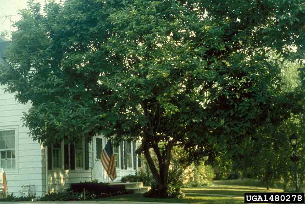 Saucer magnolia tree, mature habit