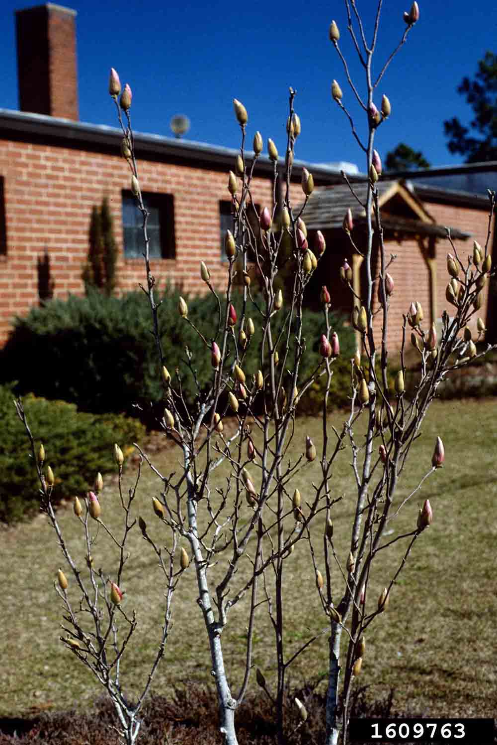 Saucer magnolia tree in bud