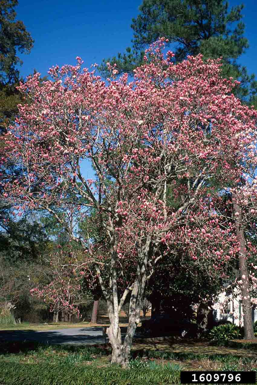 Saucer magnolia tree in bloom