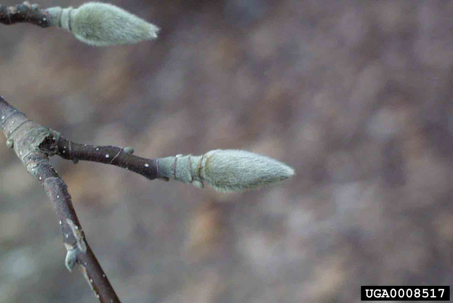 Saucer magnolia twig with bud