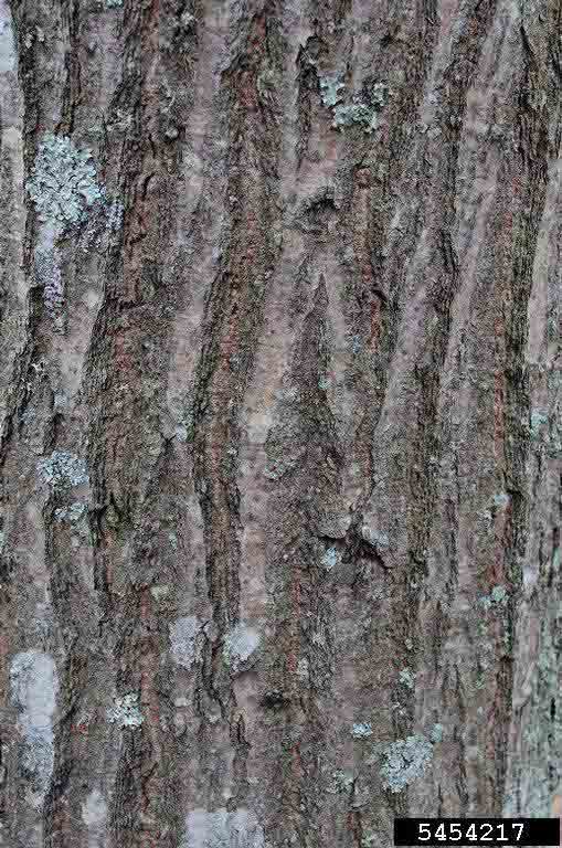 Scarlet oak bark on trunk