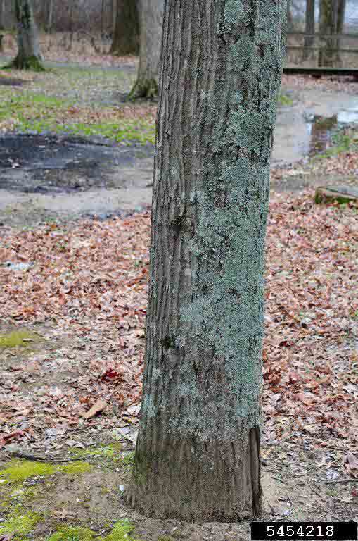 Scarlet oak bark on trunk
