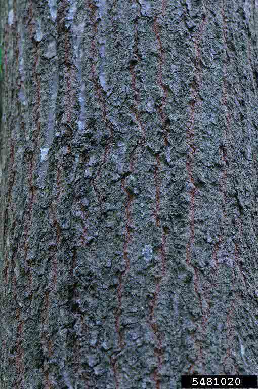 Scarlet oak bark on trunk