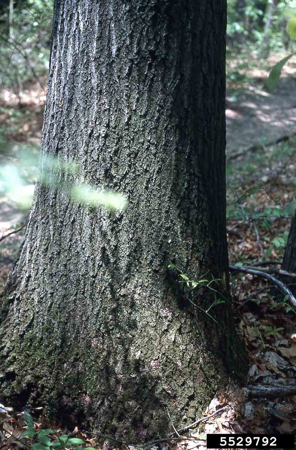 Scarlet oak bark on trunk