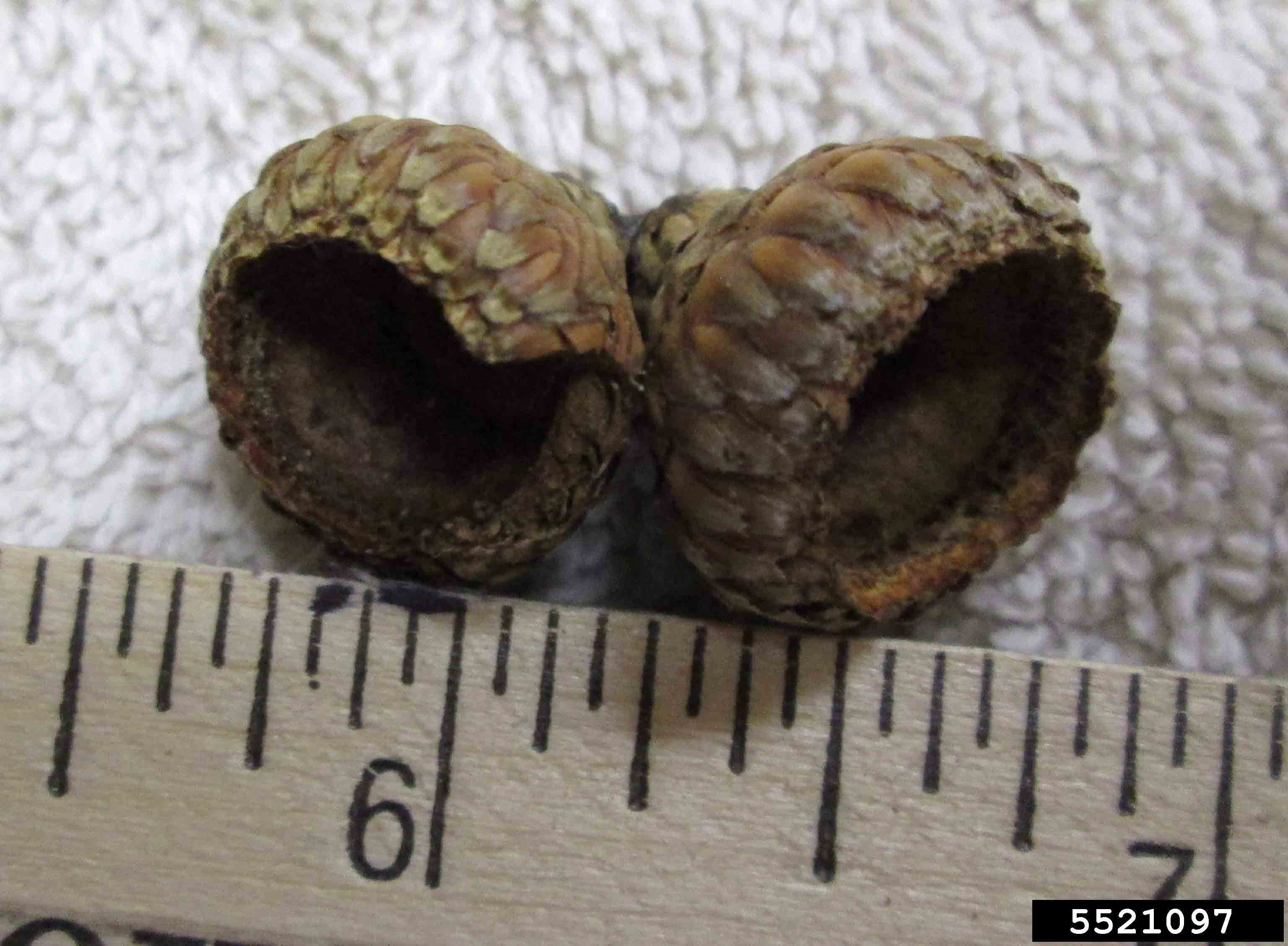 Scarlet oak acorn cups