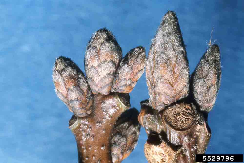 Scarlet oak twigs with buds