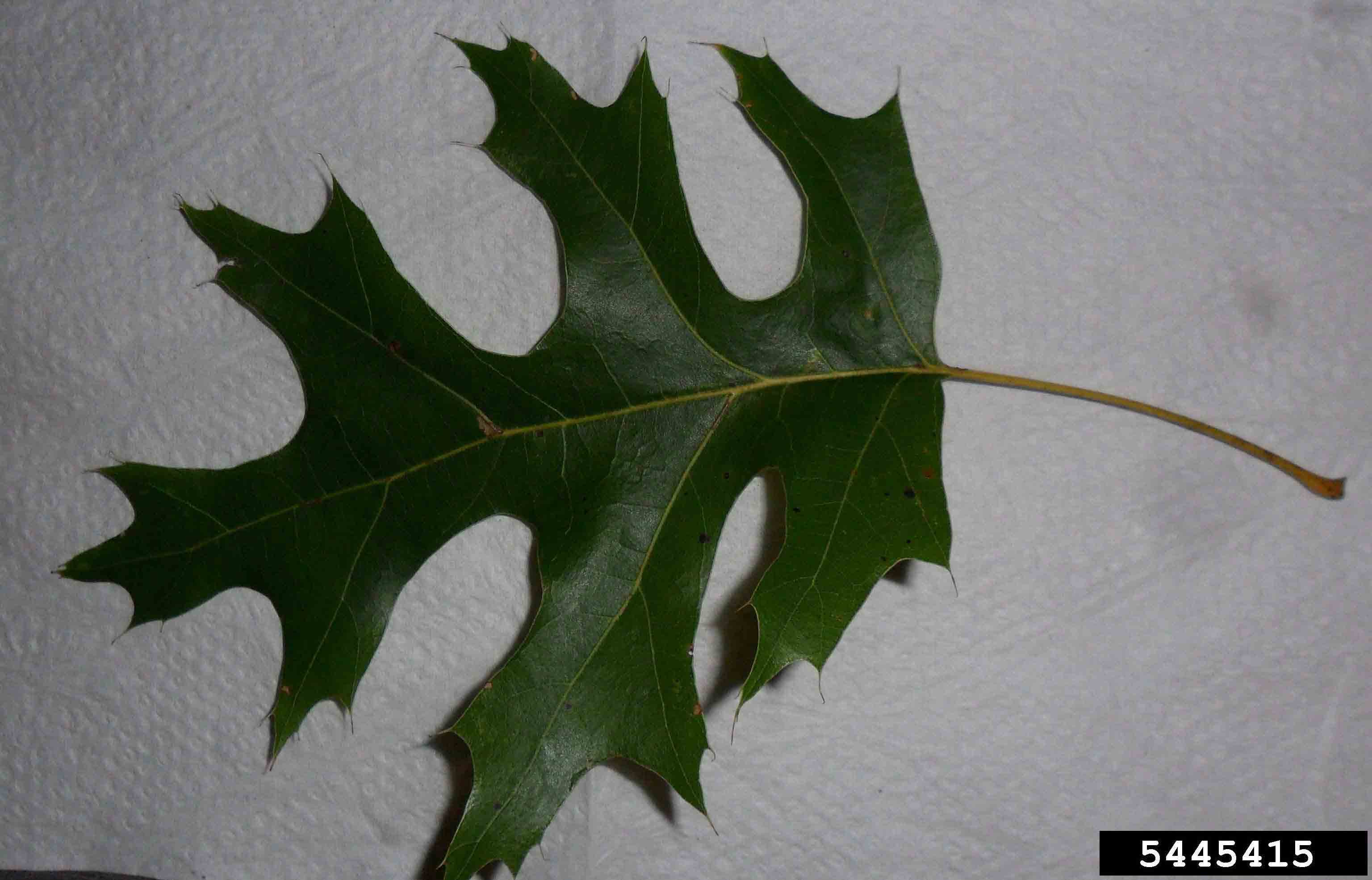 Scarlet oak leaf,  showing lustrous green upper side, deep lobes, and bristles on the tips