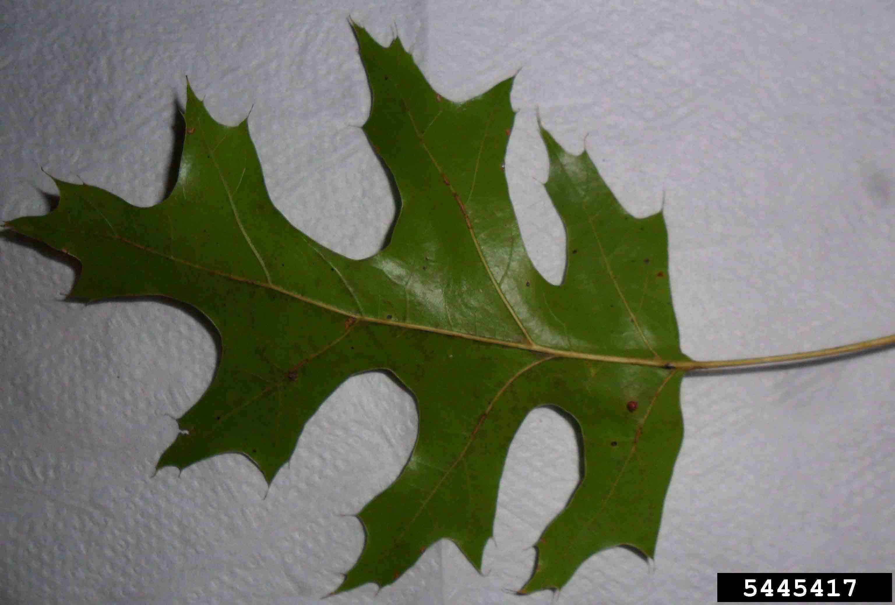 Scarlet oak leaf,  showing smooth underside and deep lobes with bristles on the tips