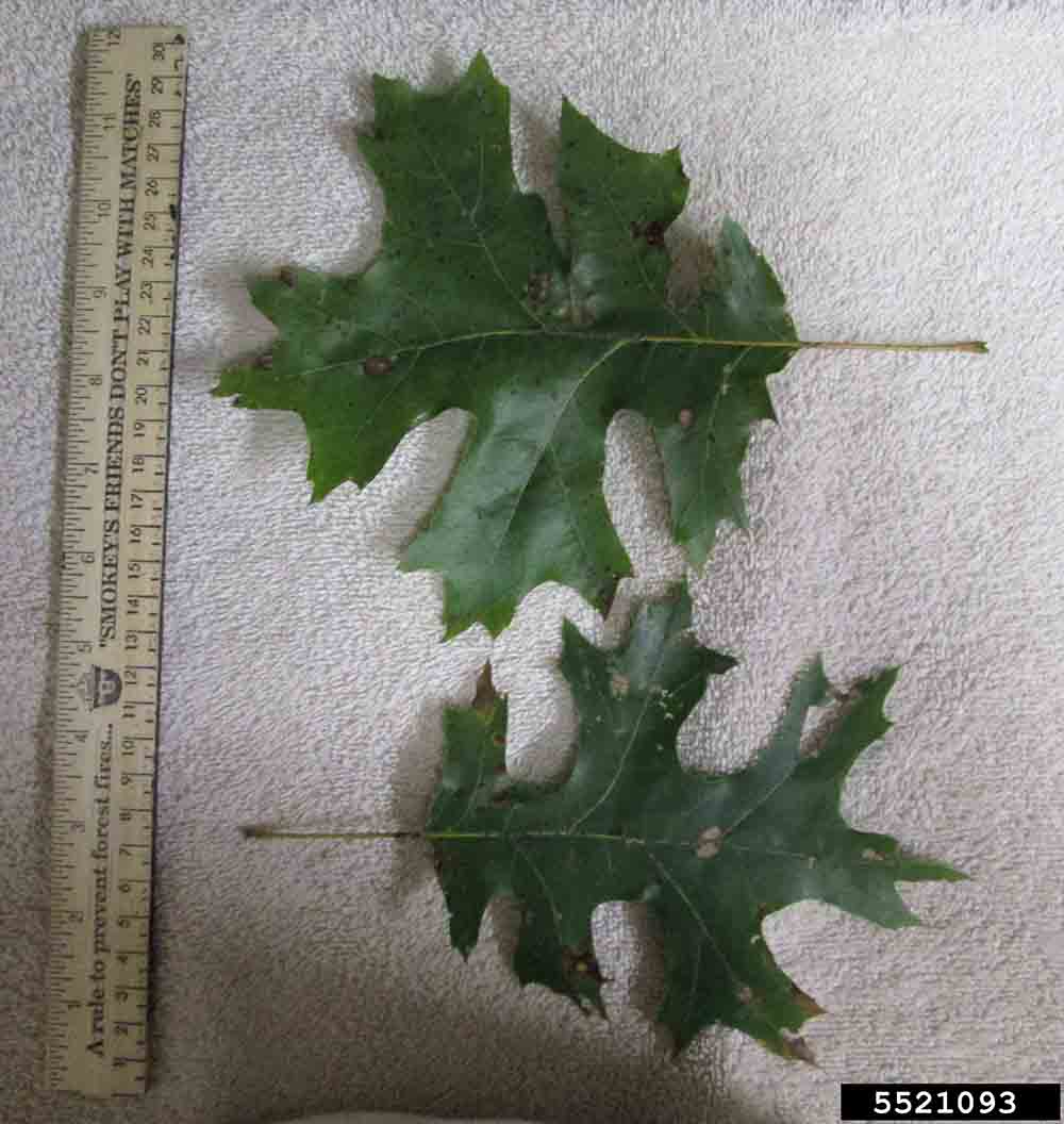 Scarlet oak leaves, upper sides