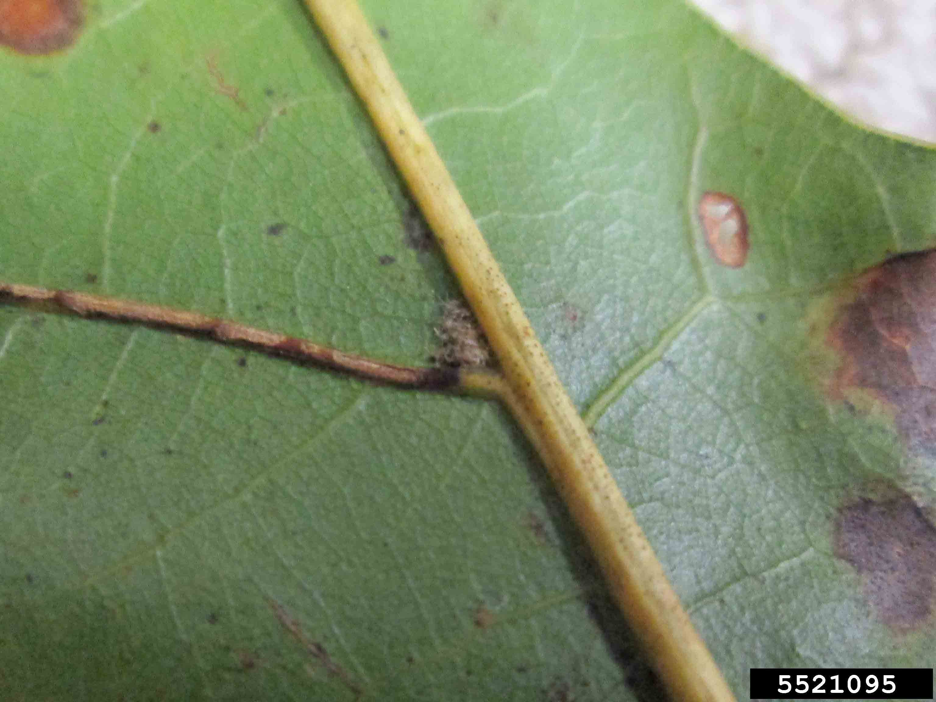 Scarlet oak leaf, showing smooth underside with hairs at vein axil