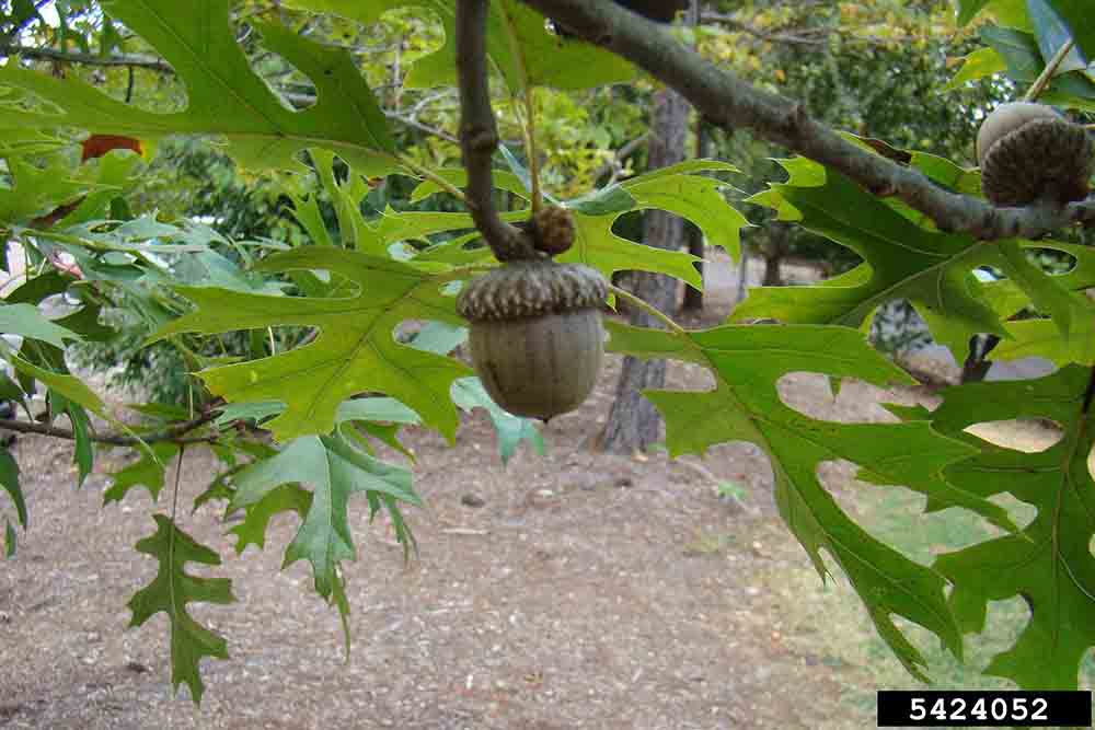 Scarlet oak acorn on twig