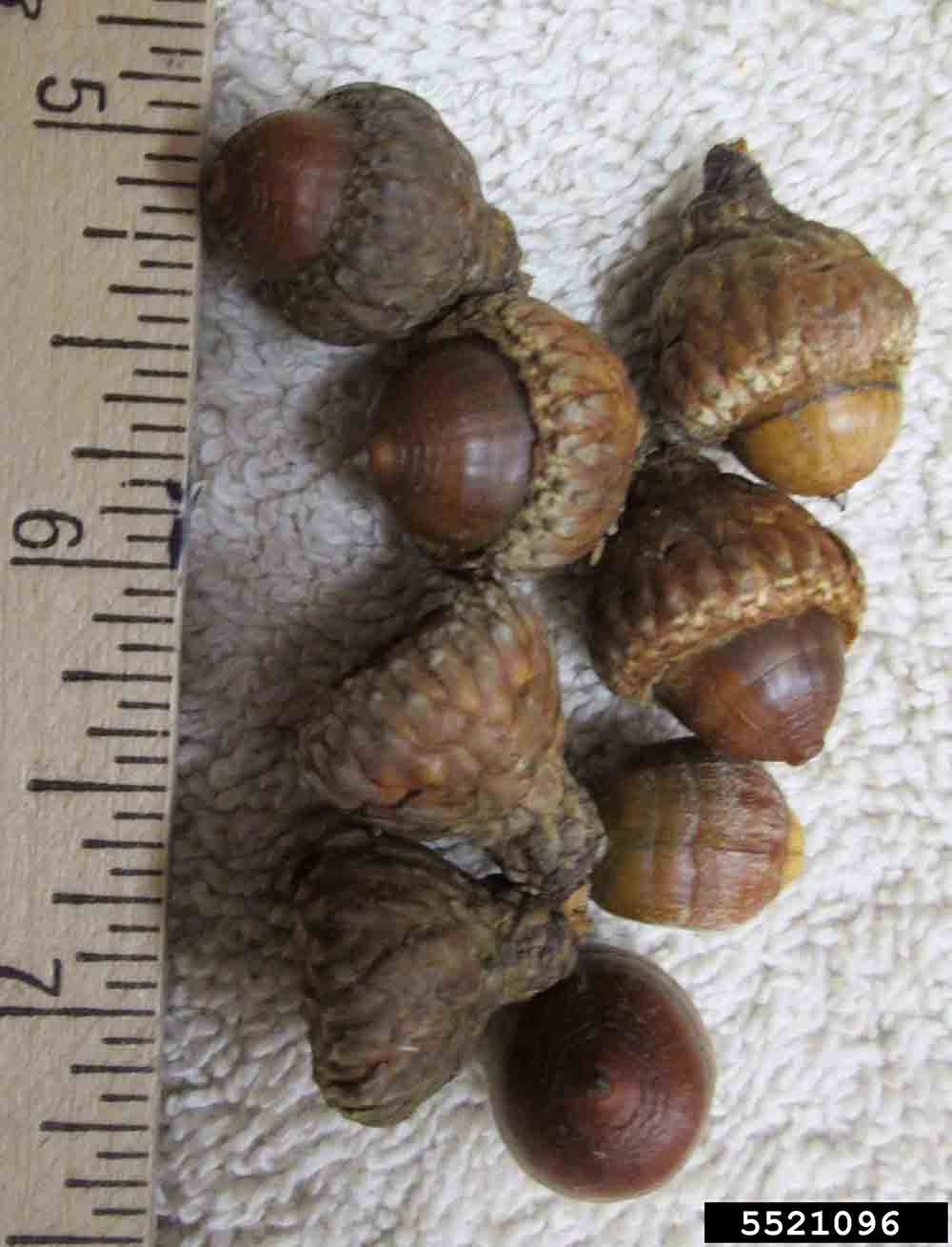 Scarlet oak acorns