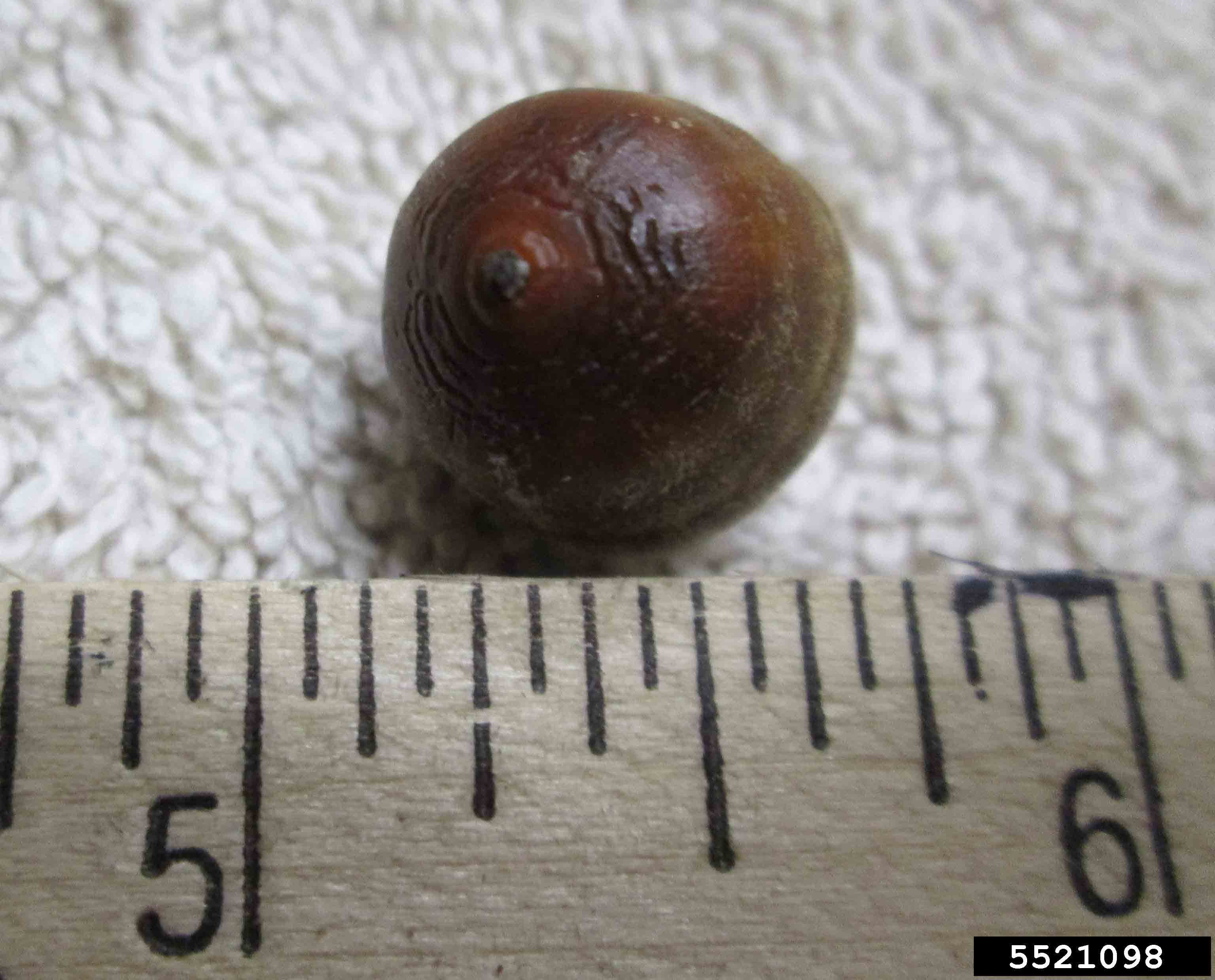 Scarlet oak acorn