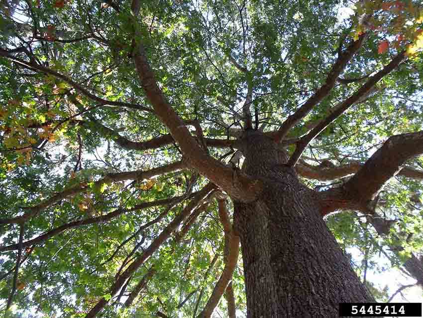 Scarlet oak tree, showing branching habit