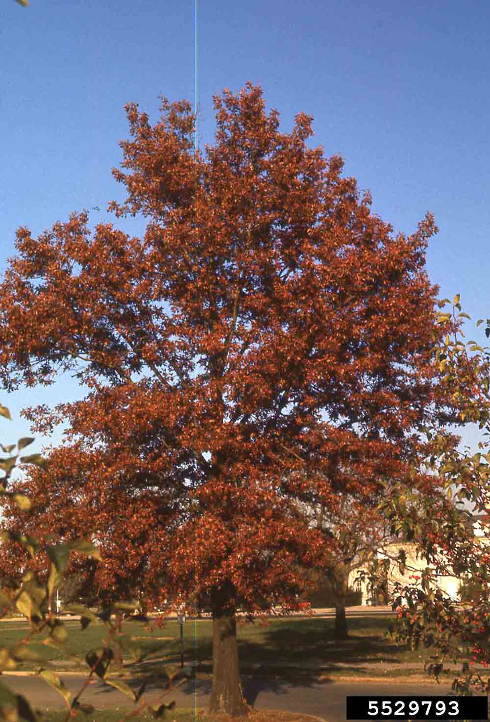 Scarlet oak tree, fall