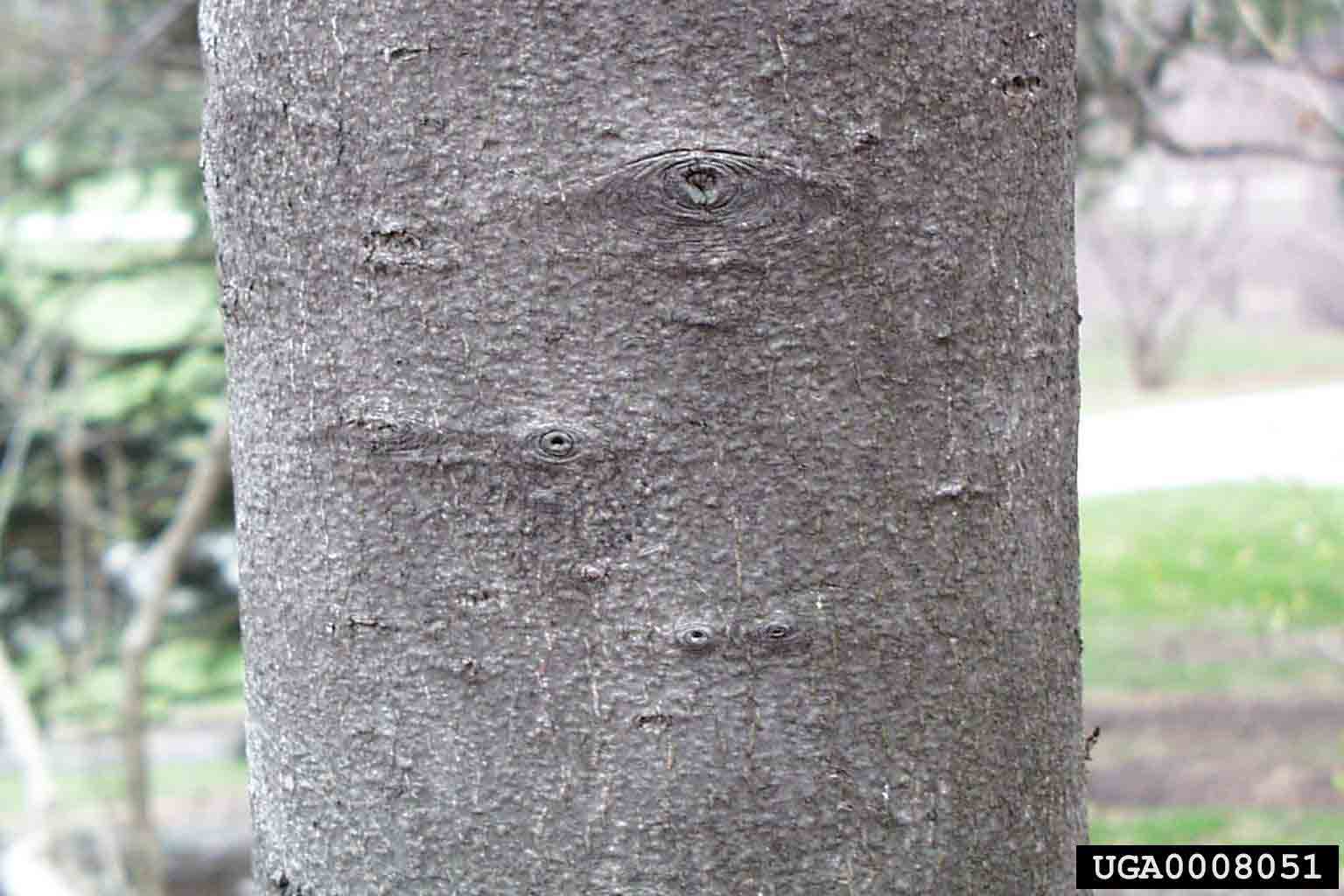 Serviceberry tree with smooth bark