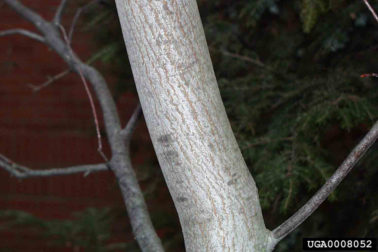 Serviceberry tree, smooth bark and shallow grooves