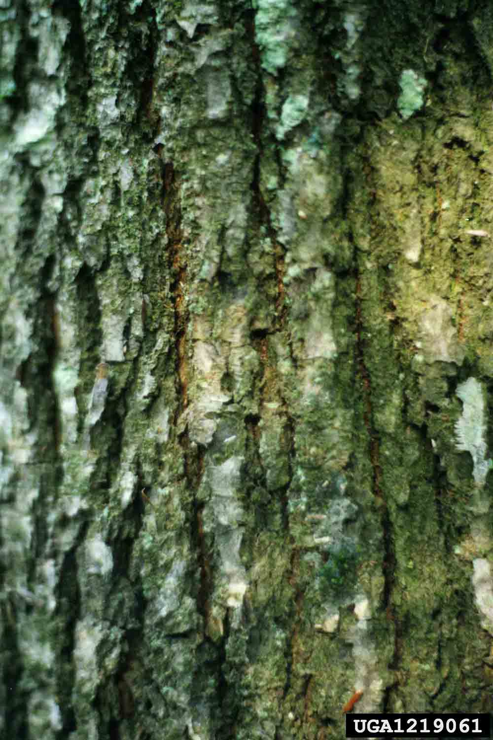 Serviceberry bark on mature tree