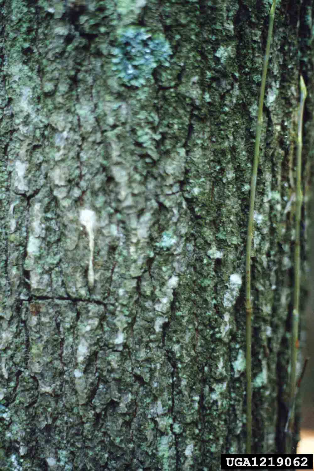 Serviceberry bark on mature tree