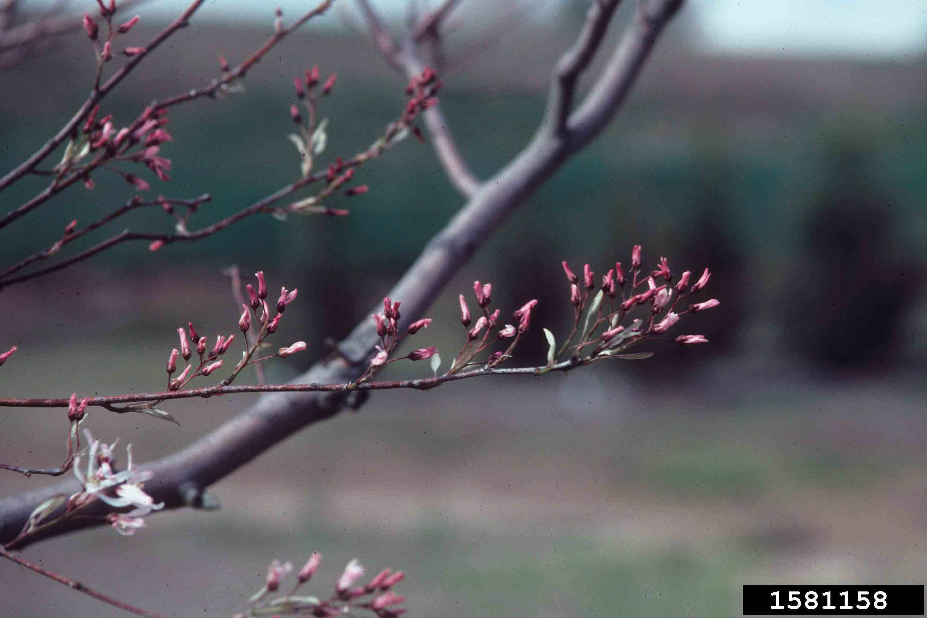 Serviceberry flowers in bud
