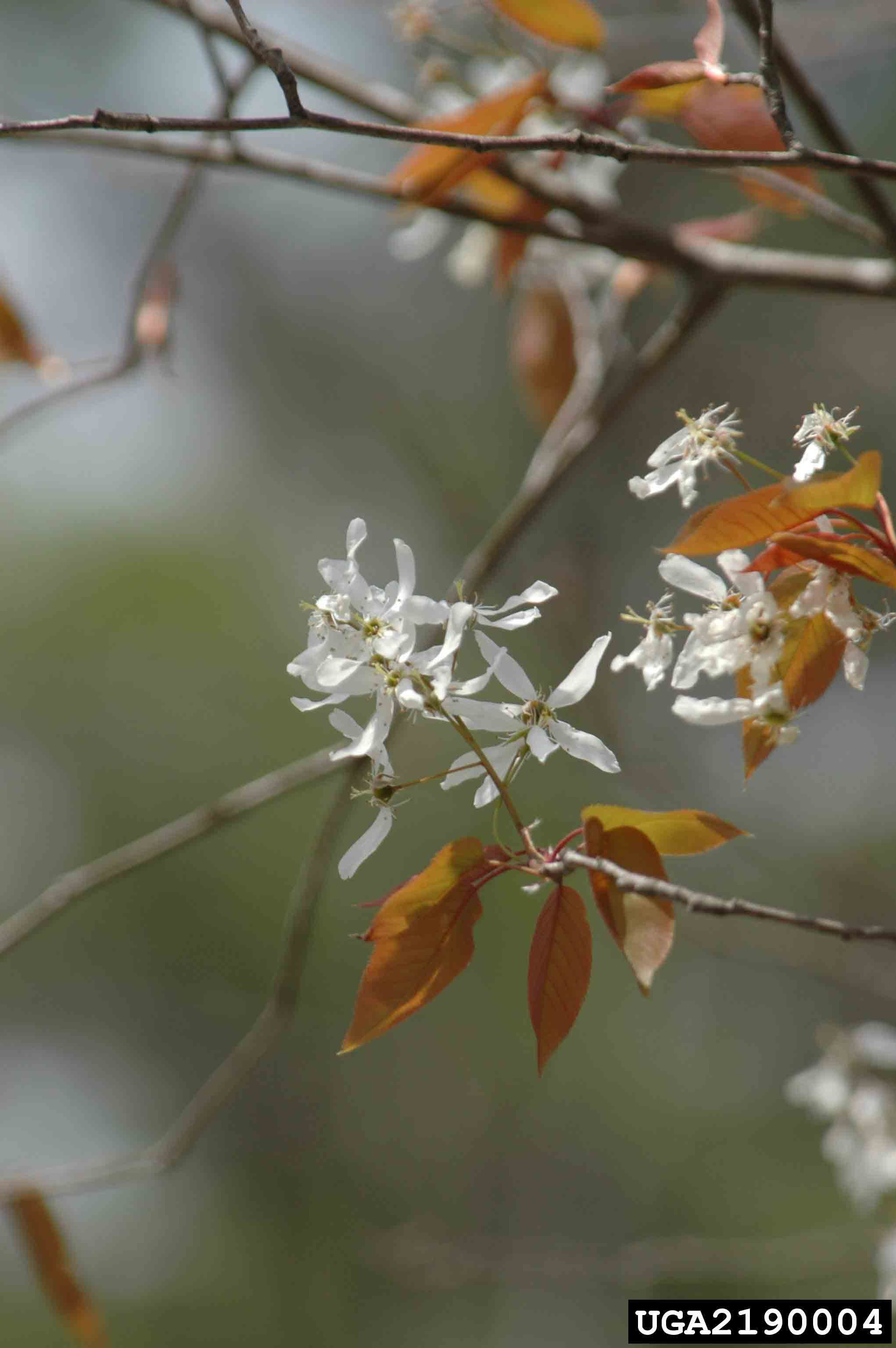 Serviceberry flowers in clusters, before the new leaves emerge