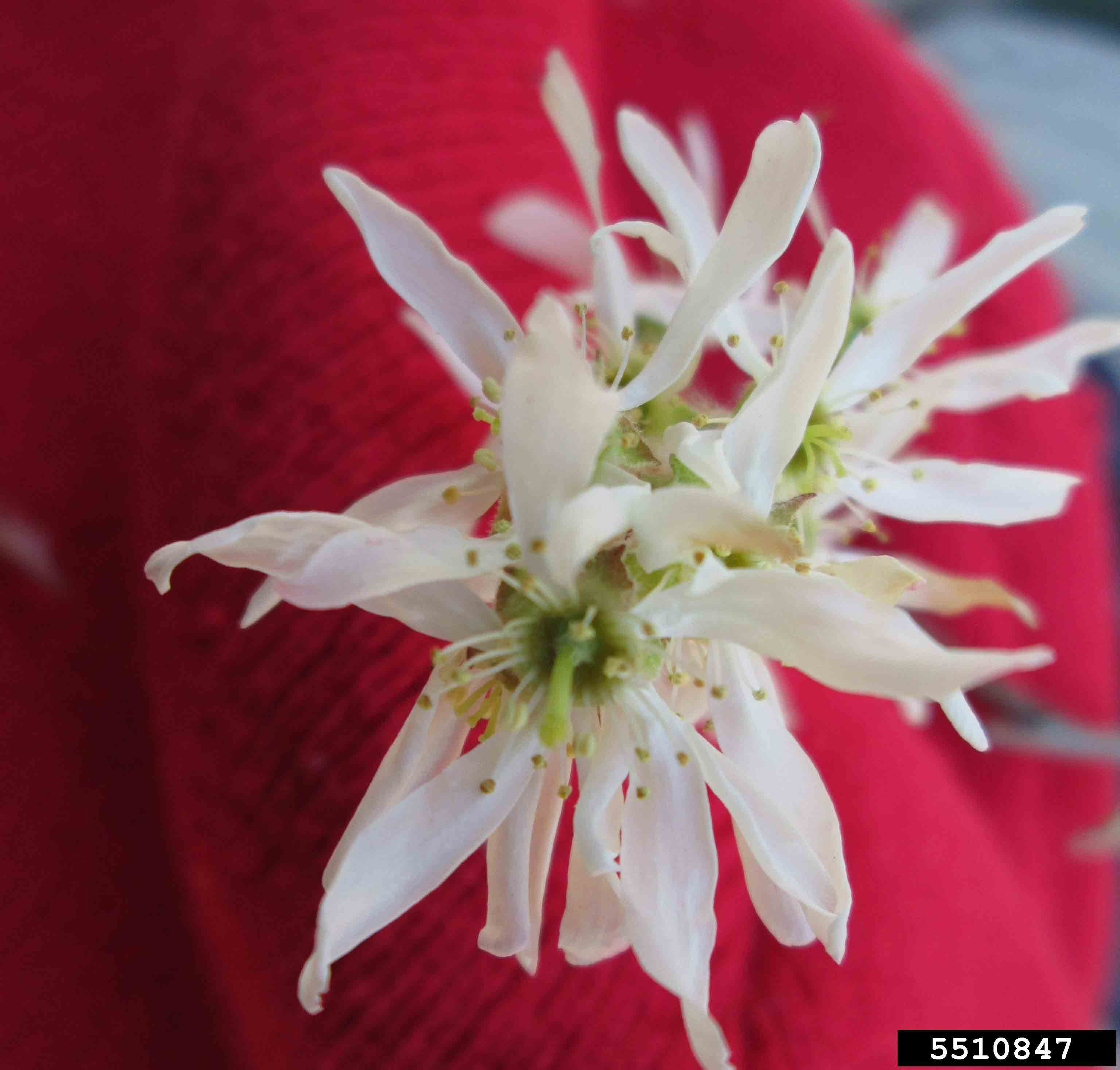 Serviceberry flower, with five strap-shaped petals