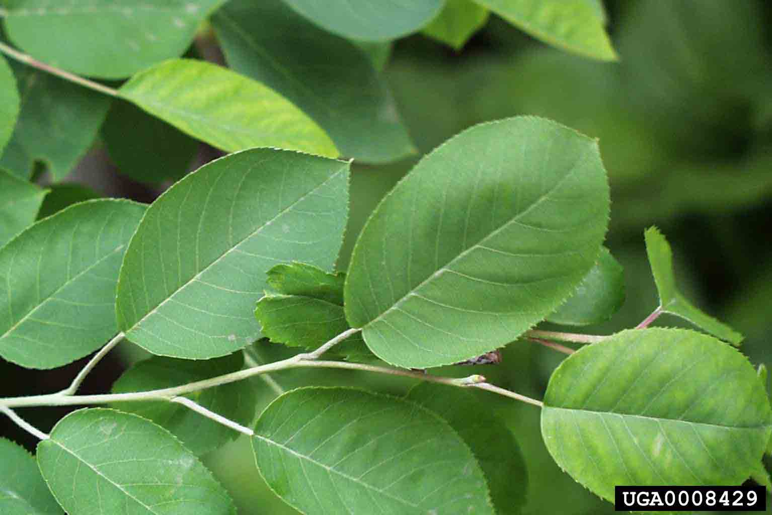 Serviceberry leaves, showing alternate arrangement and toothed margins