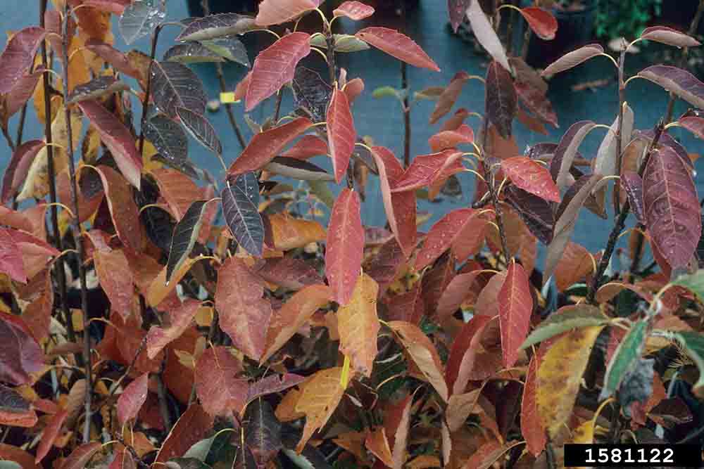 Serviceberry leaves, fall