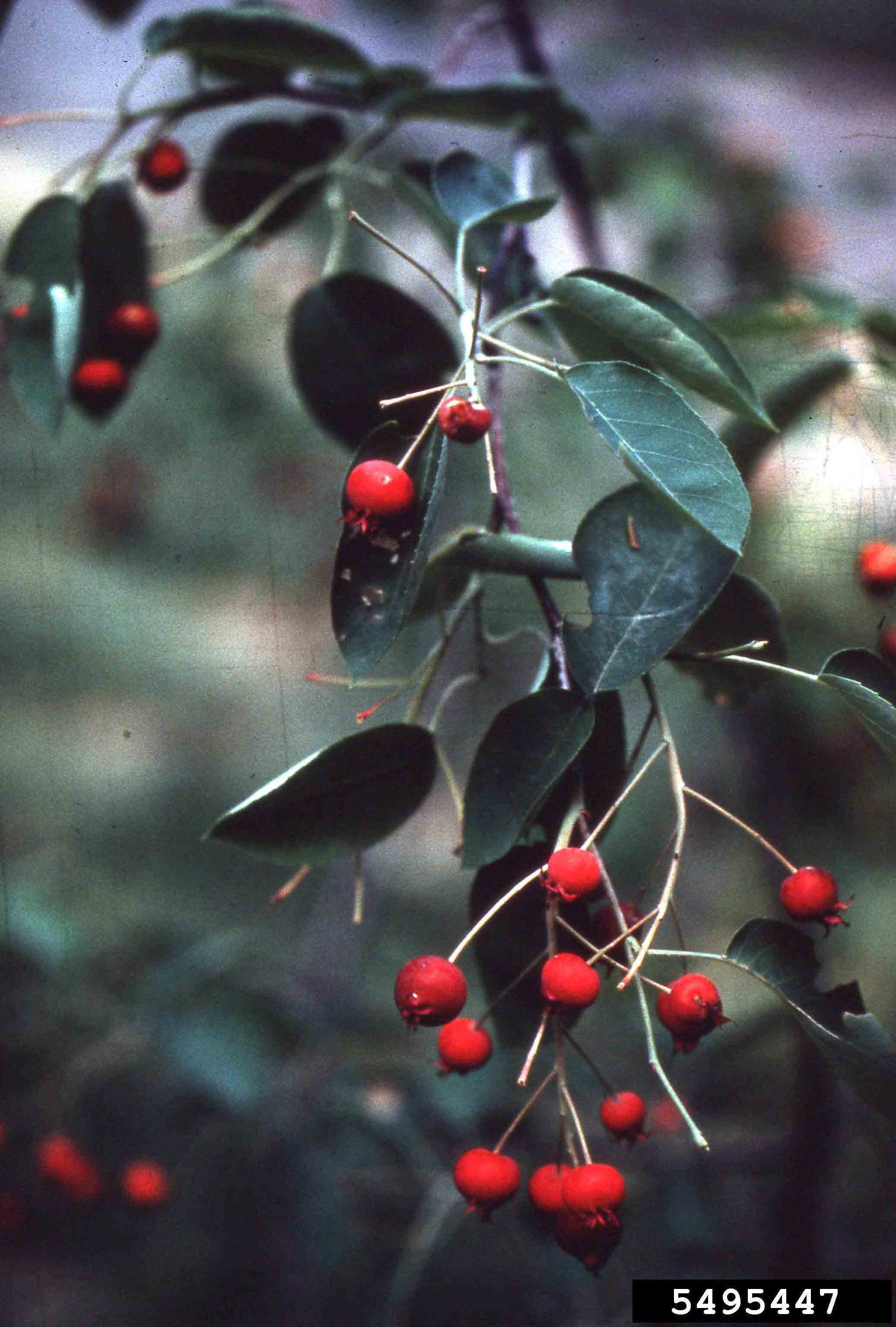 Serviceberry fruit