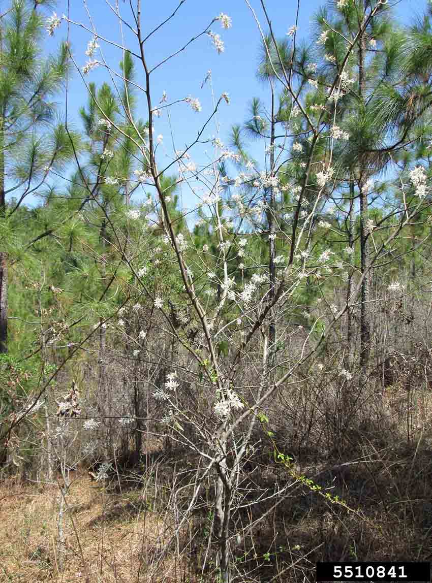 Serviceberry tree in bloom in the woods