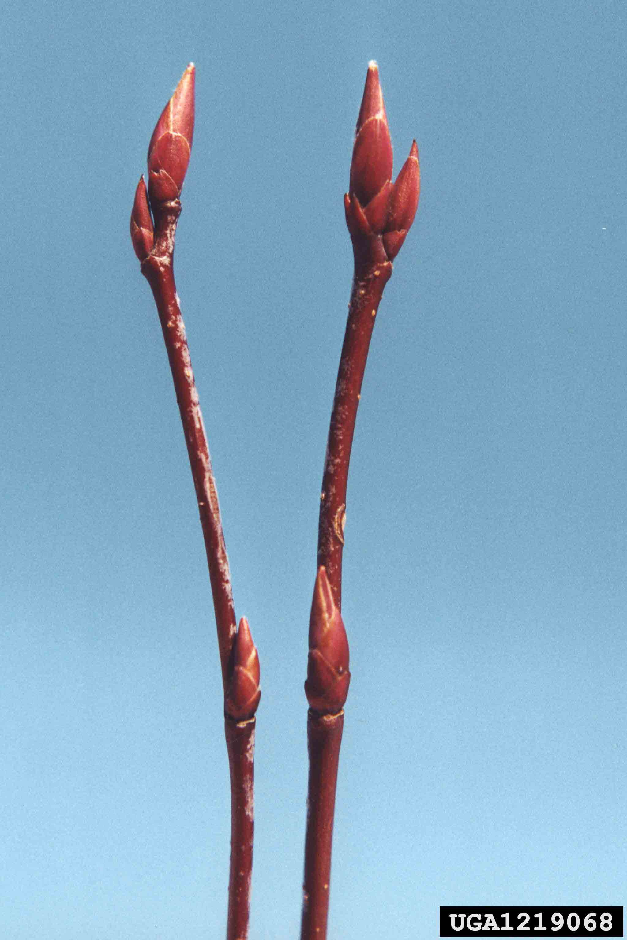 Serviceberry twigs with buds