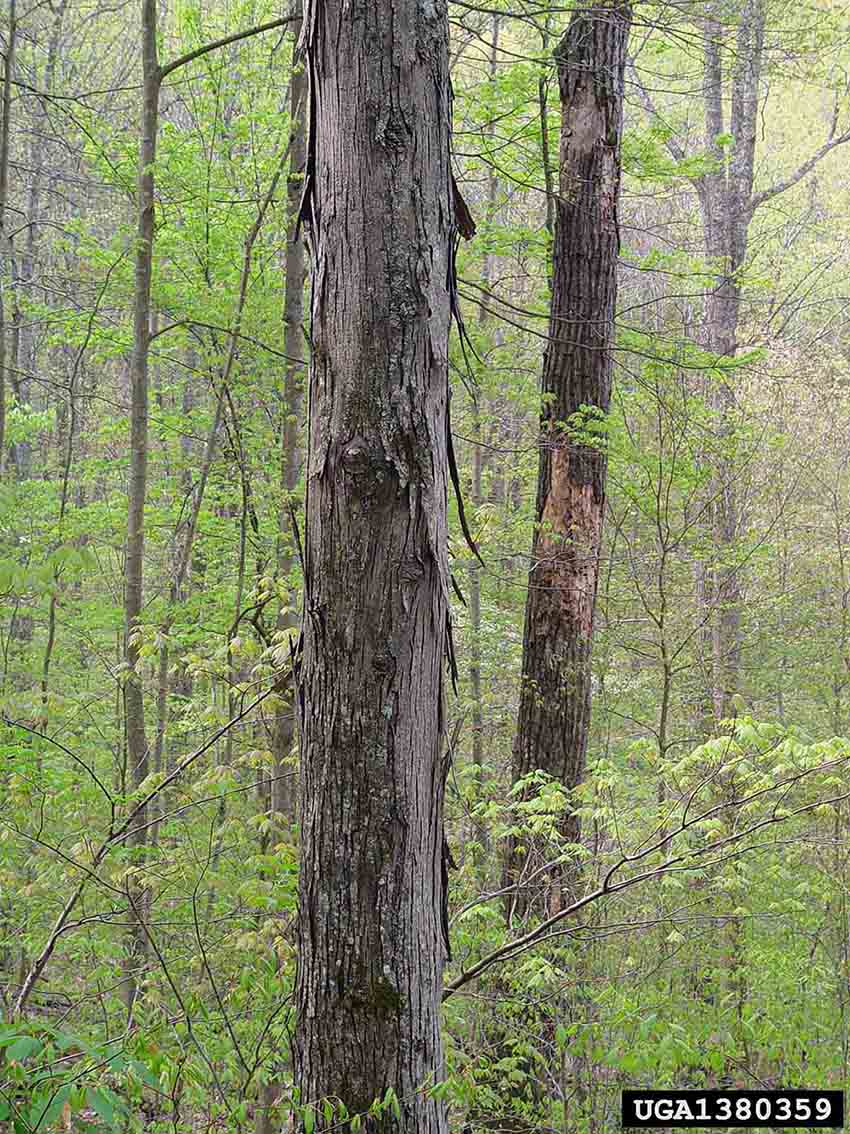 Shagbark hickory tree in woods