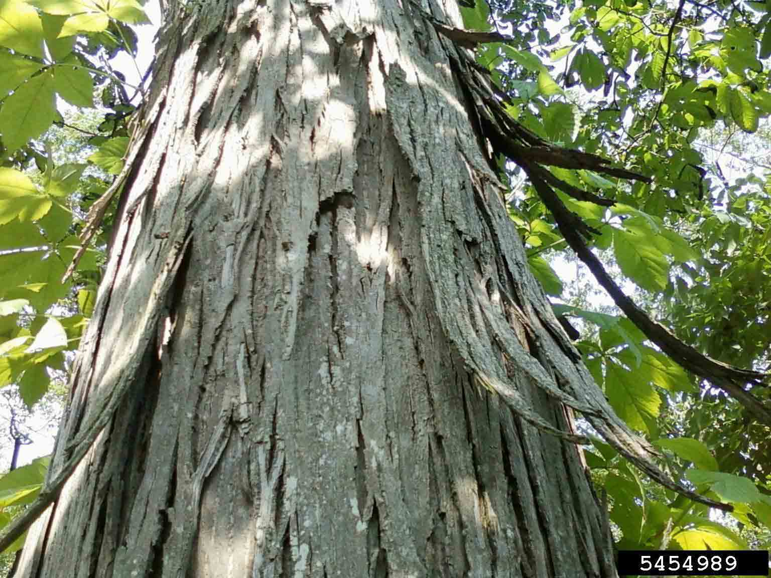 Shagbark hickory bark on trunk