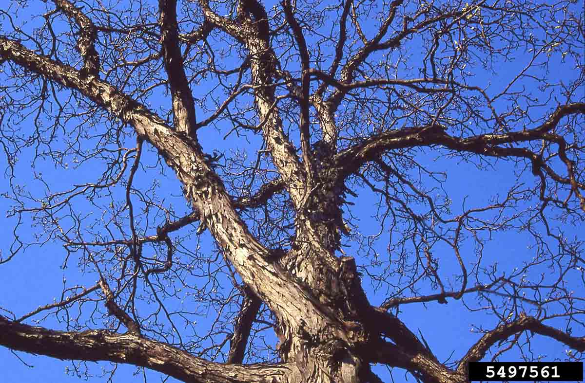 Shagbark hickory tree branches, winter