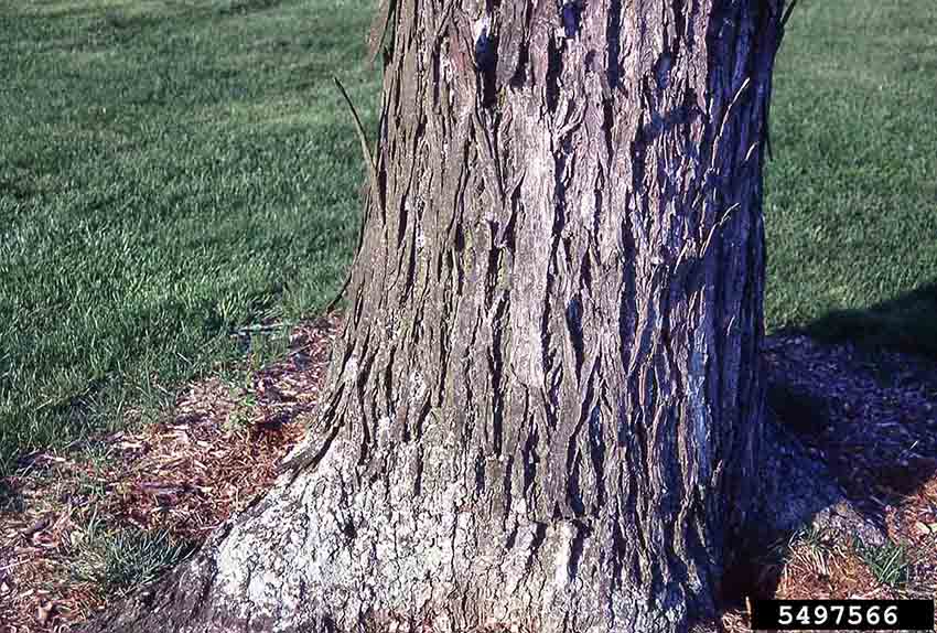 Shagbark hickory bark at base