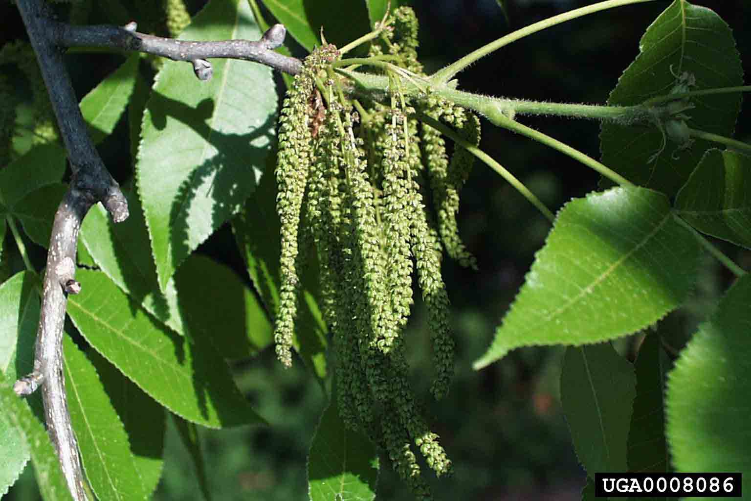 Shagbark hickory flowers, male, in catkins