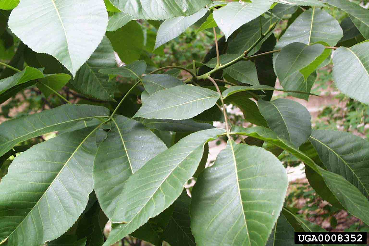 Shagbark hickory leaves, showing alternate compound leaf arrangement