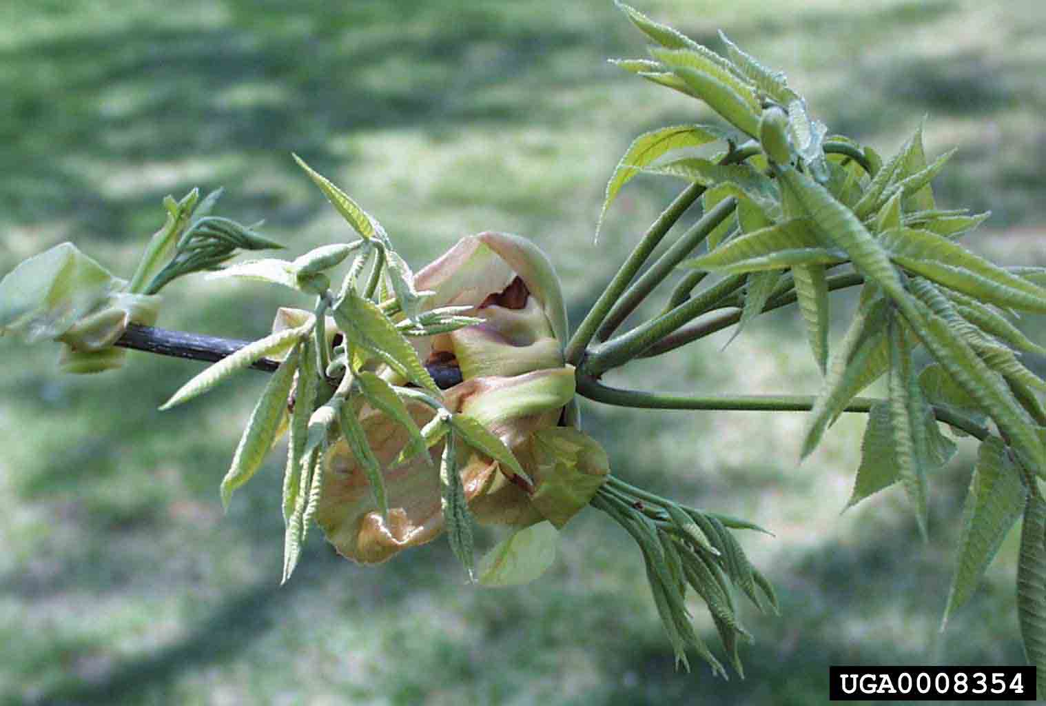 Shagbark hickory leaves, emerging